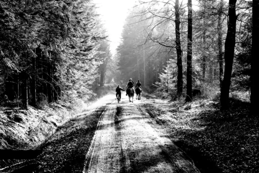 Drei Reiter auf einem langen Waldweg im Gegenlicht, schwarz-weiß